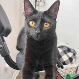 cat looking at camera